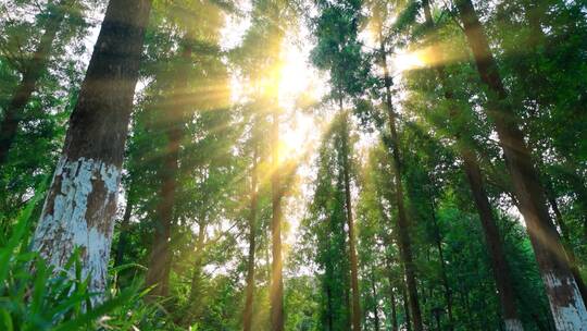 阳光树叶阳光树林阳光森林阳光光影水杉树林