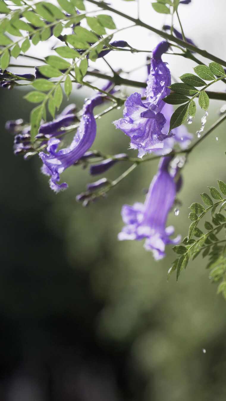 5K-雨中的蓝花楹，雨滴滴在蓝花楹花朵上