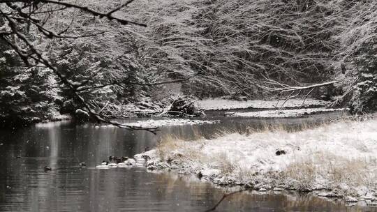 雪花落在森林里河流上