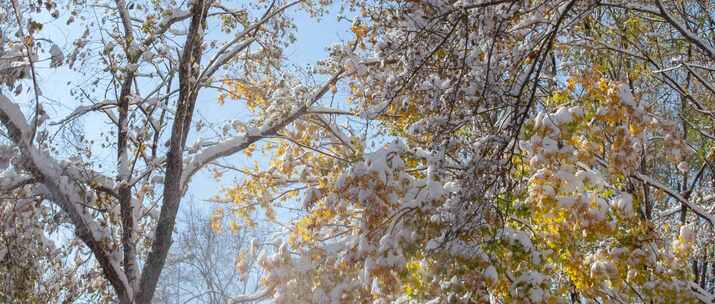 初冬大雪树木枫树黄枫冰雪融化