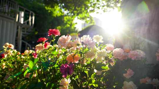 夏日阳光下月季花花朵的治愈系风景