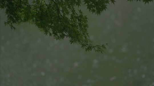 有版权」LOG高速拍摄树叶下雨雨滴4K