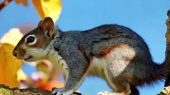松鼠在树枝上的自然场景