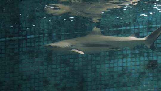 池中鲨鱼视频素材模板下载
