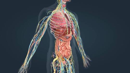 3D三维人体解剖动画视频素材模板下载