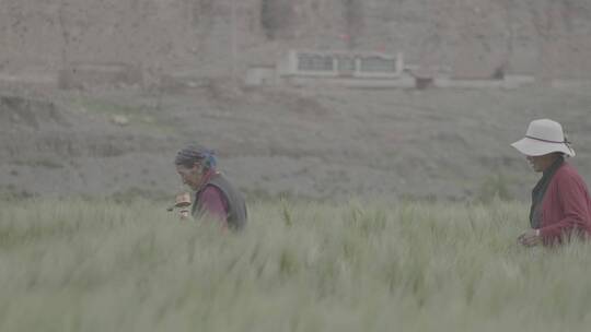 西藏·青稞地·藏族奶奶走过视频素材模板下载