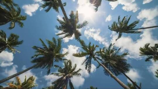 阳光下风中的棕榈树视频素材模板下载