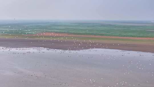 江西鄱阳湖湿地候鸟白鹤大雁