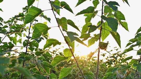 夕阳穿过植物枝头叶子光影