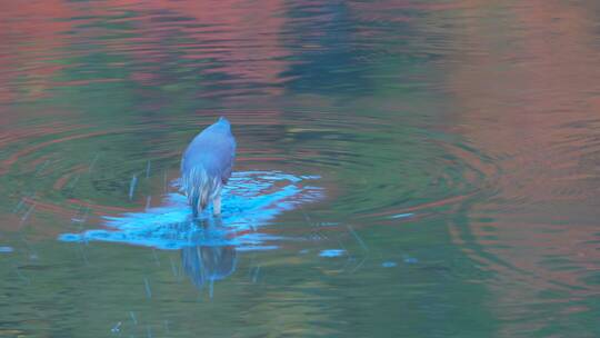 广州麓湖公园水里觅食的夜鹭水鸟野生动物