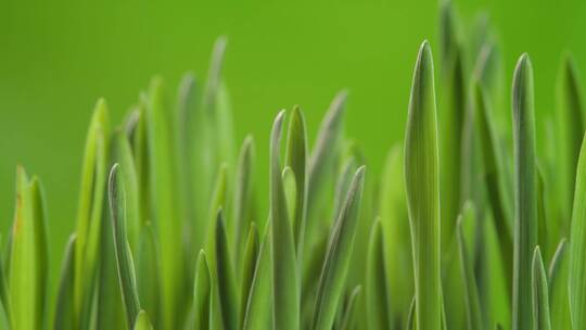 小麦植物生长