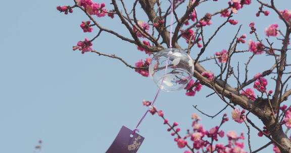 盛开梅花樱花飘动的风铃