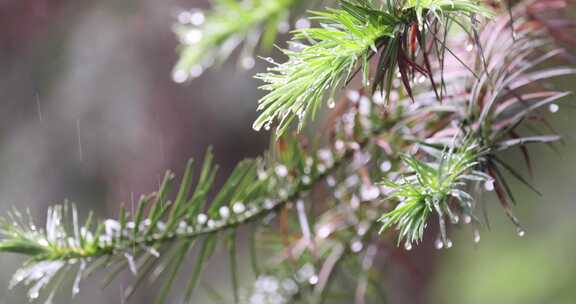 下雨天松树树叶特写唯美意境升格