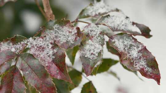 槲寄生，雪，雪花，飘落