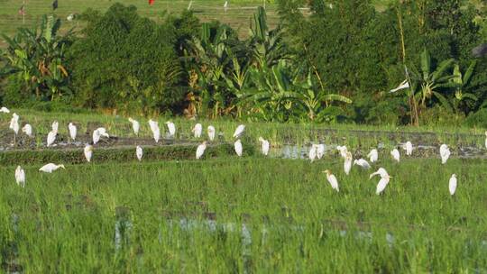 跟踪拍摄过去的稻田中的苍鹭群
