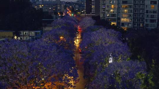 夜幕降临时昆明教场中路蓝花楹航拍