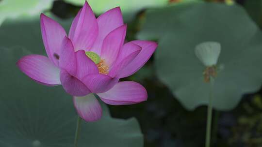 夏天池塘荷花莲花开放夏至立夏