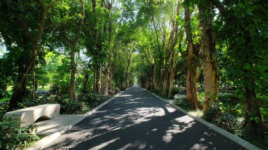 植物园公园树荫林荫大道林间小路观光步道