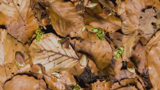 铺满枯叶的地面上种植发芽植物生长视频素材模板下载