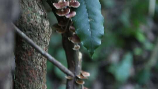 云南普洱木头上的真菌蘑菇