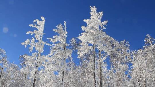 大兴安岭林海雪原雾凇