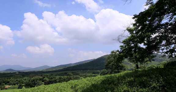 江苏省宜兴阳羡生态茶园茶田 蓝天白云背景