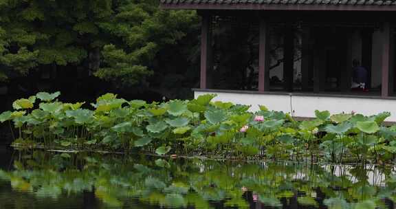 杭州西湖十景曲院风荷初夏风光