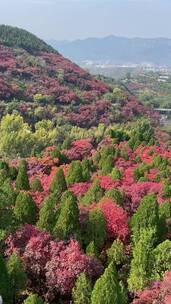 济南红叶谷景区，红叶满山迎来最佳观赏