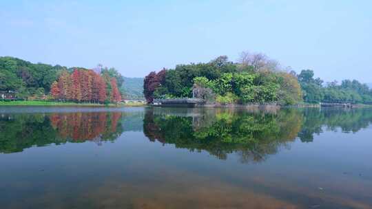 广州麓湖公园落羽杉山林湖景自然风光