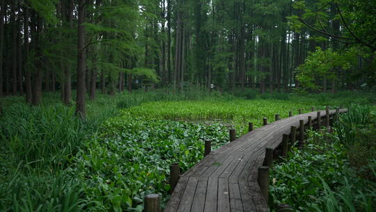 中国科学院武汉植物园能源植物区