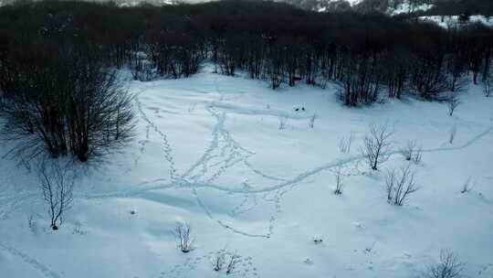 雪，无人机，意大利，树