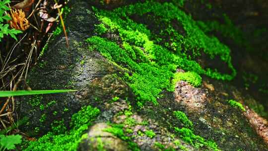 夏季雨后山林石头上绿色苔藓光影