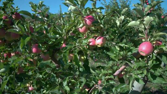 4k苹果园