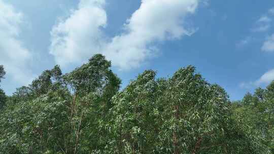 蓝天白云森林风吹树林天空下树林随风摇曳