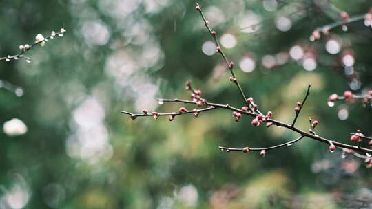 雨天梅花