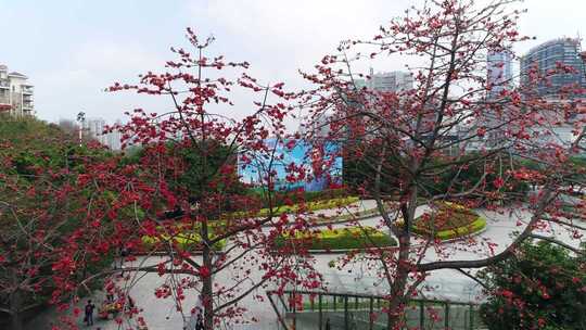 城市中盛开的木棉花景观