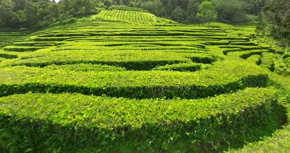 种植园，梯田，茶，绿色