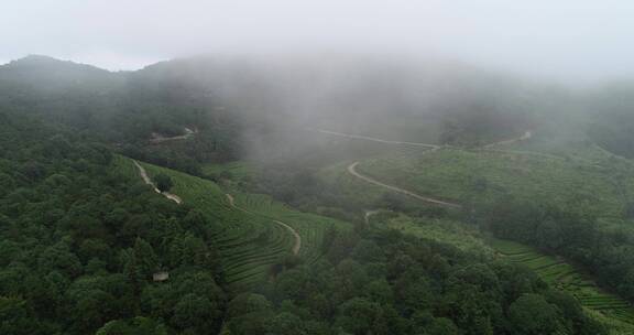 茶园 茶叶 茶 茶山