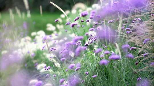 花园里的紫色小花