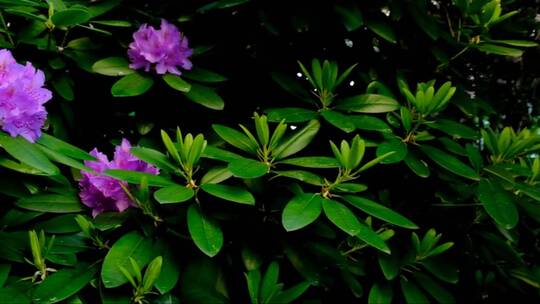 盛开的紫色杜鹃花 (2)