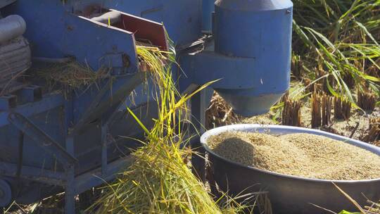 水稻收割粮食