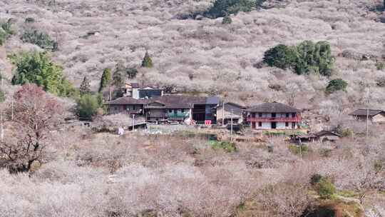 福州永泰青梅花航拍（葛岭万石村）7