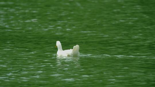 湖水中小鸭子