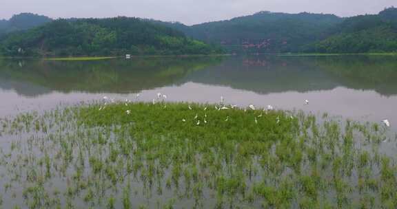 青山绿水生态湿地一群白鹭飞翔栖息升格空镜