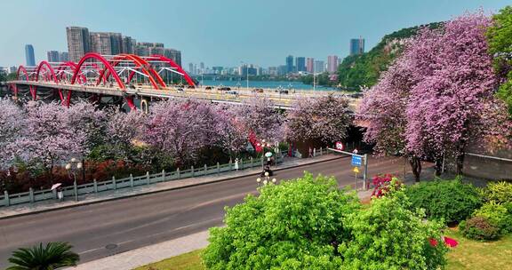 柳州三四月的紫荆花季和螺蛳粉