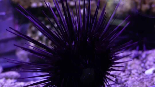 黑色海胆海鲜海洋和生物