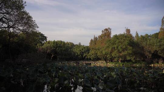 杭州西湖景区曲院风荷风景