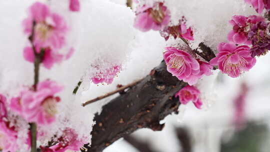 【合集】雪中梅花樱花