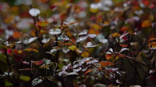 慢镜头-雨滴落在雨林绿叶上唯美空镜