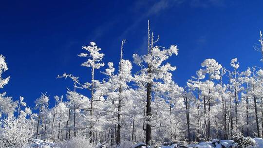 大兴安岭极寒中的雪林